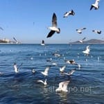 Avatar de Tomás Ledezma